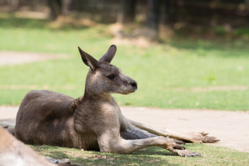 カンガルー