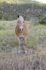 Male horse with blond mane - isolated on ranch