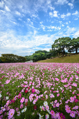 コスモス＠佐世保展海峰