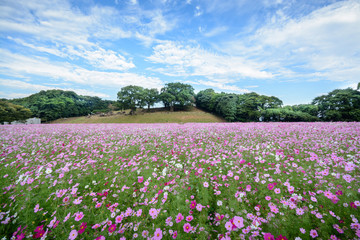 コスモス＠佐世保展海峰
