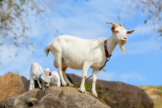 ヤギのポートレート