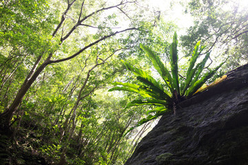 Naklejka premium やんばるの森林・オオタニワタリ