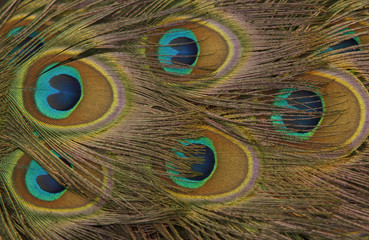 Abstract background peacock feathers