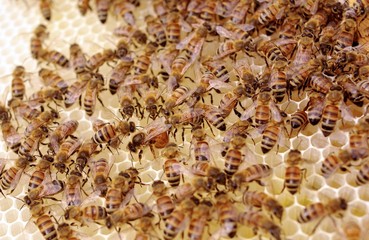 Queen Bee Laying Eggs on Frame of Uncapped Honey and Brood Cells