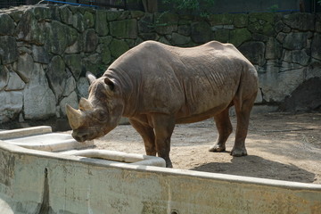サイ