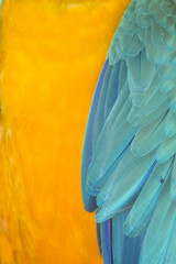 Obraz premium Macaw feathers abstract background
