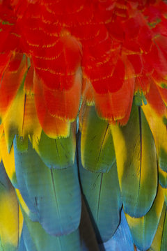 Macaw feathers abstract background
