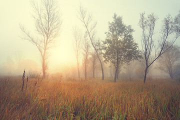 Misty sunny morning in a wild field on the edge of the forest