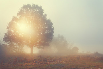 Amazing view of foggy morning - lonely tree on a glade