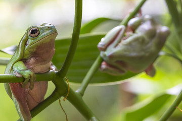 Australian Green Tree Frogs