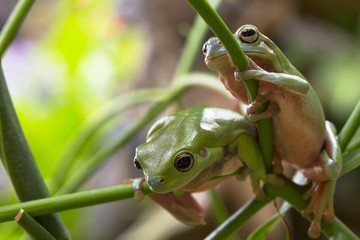 Australian Green Tree Frogs © Andrew Blue