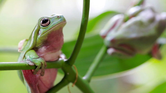 Australian Green Tree Frogs
