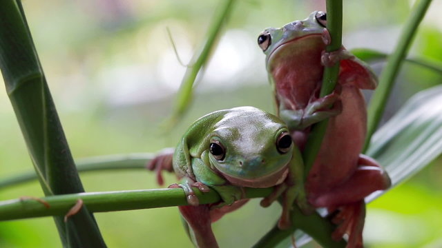 Australian Green Tree Frogs