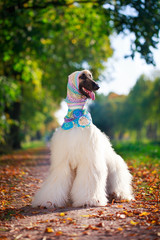 Afghan Hound dog