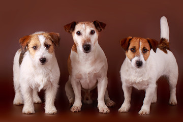 Jack Russell Terrier dog