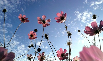 Pink flowers in blue sky