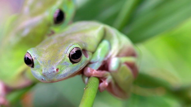 Australia Green Tree Frogs