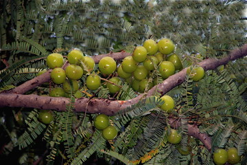 Bunch of Amla Berries