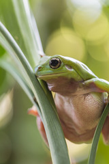 Australian Green Tree Frog