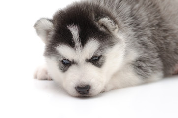 Cute little husky puppy isolated on white background