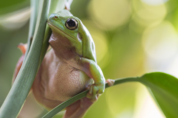 Australian Green Tree Frog © Andrew Blue