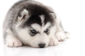 Cute little husky puppy isolated on white background