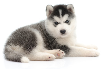 Cute little husky puppy isolated