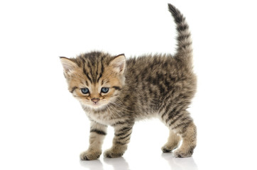 Obraz premium Cute tabby kitten on white background