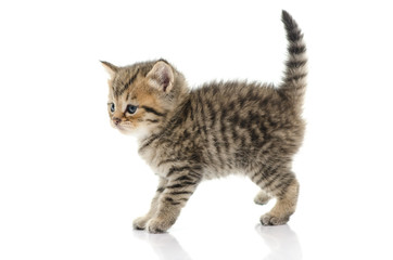 Obraz premium Cute tabby kitten on white background