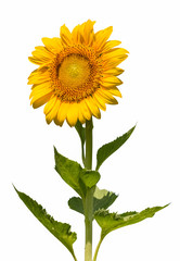 Obraz premium sunflower isolated