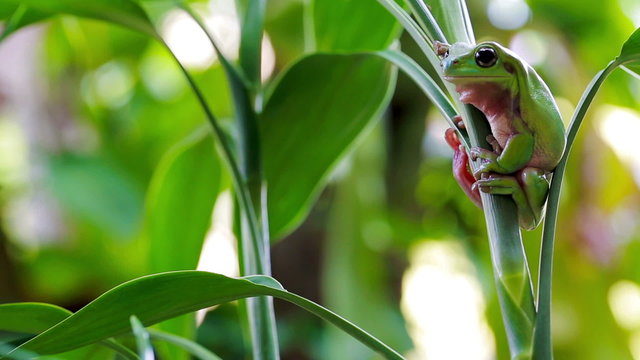 Australian Green Tree Frog