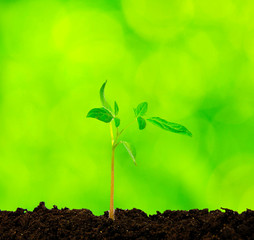 green plant