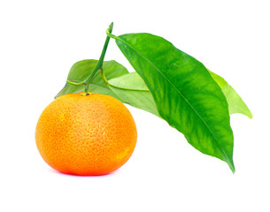  tangerine
