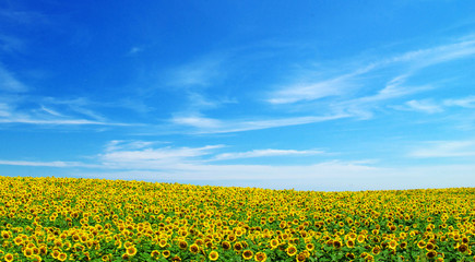 sunflowers on blue sky