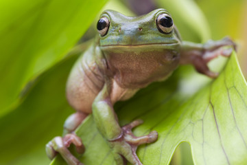 Australian Green Tree Frog © Andrew Blue