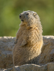 marmot on a stone