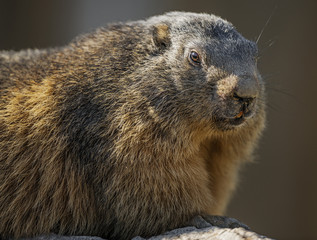 marmot face
