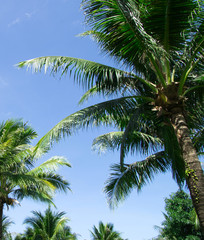 Fototapeta na wymiar palm tree