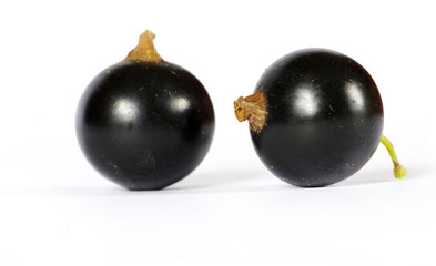 black currant