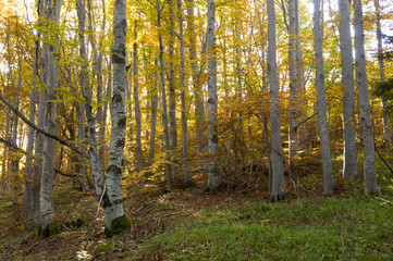 Obraz premium Misty Autumn Forest