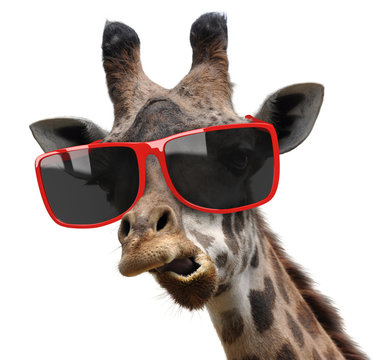 Funny fashion portrait of a giraffe with hipster sunglasses