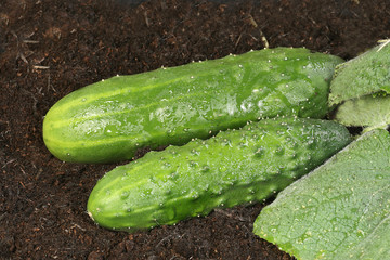 two organic cucumbers