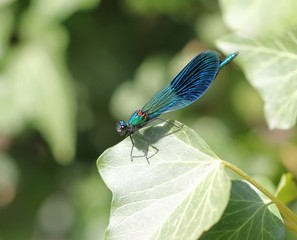 Стрекоза на листочке