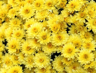 Жёлтые хризантемы