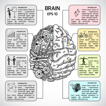 Brain hemispheres sketch infographic