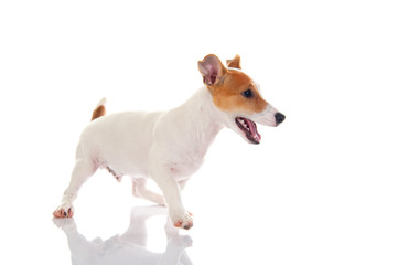 Jack russell terrier