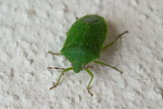 Cimice verde sul muro