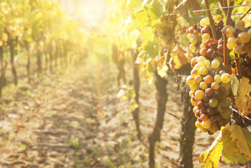 Fototapeta na wymiar Noble rot of a wine grape, botrytised grapes