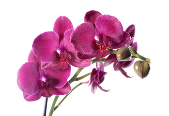 Naklejka na ściany i meble Orchid in flowerpot