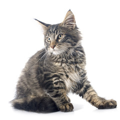 maine coon kitten